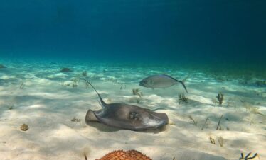 Vida marina en cozumel
