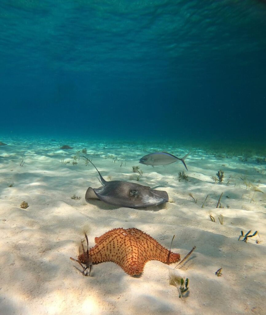 Vida marina en cozumel